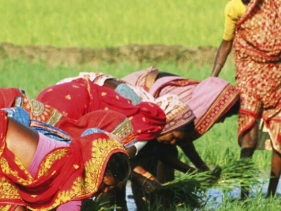 A group of women harvesting rice in rice paddies
