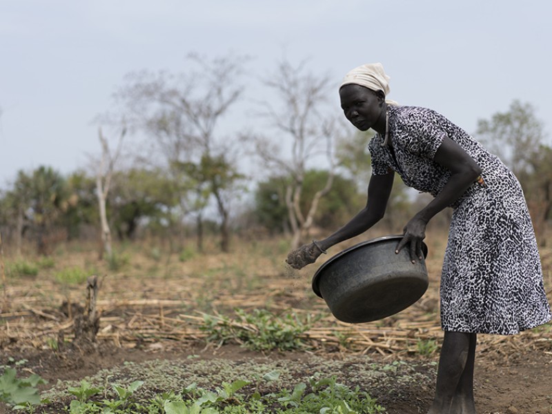 Adding natural fertiliser to a plot of okra plants in South Sudan