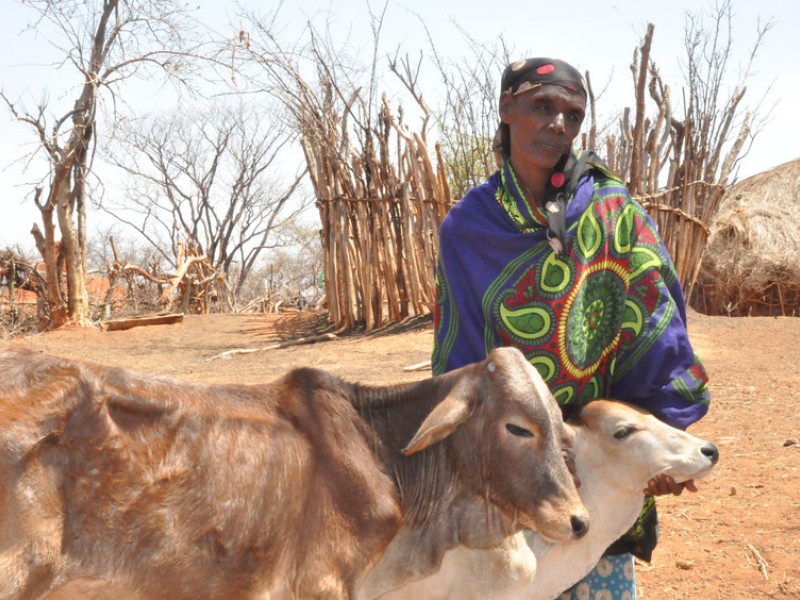 Beleko is struggling to feed her cattle during the food crisis in East Africa