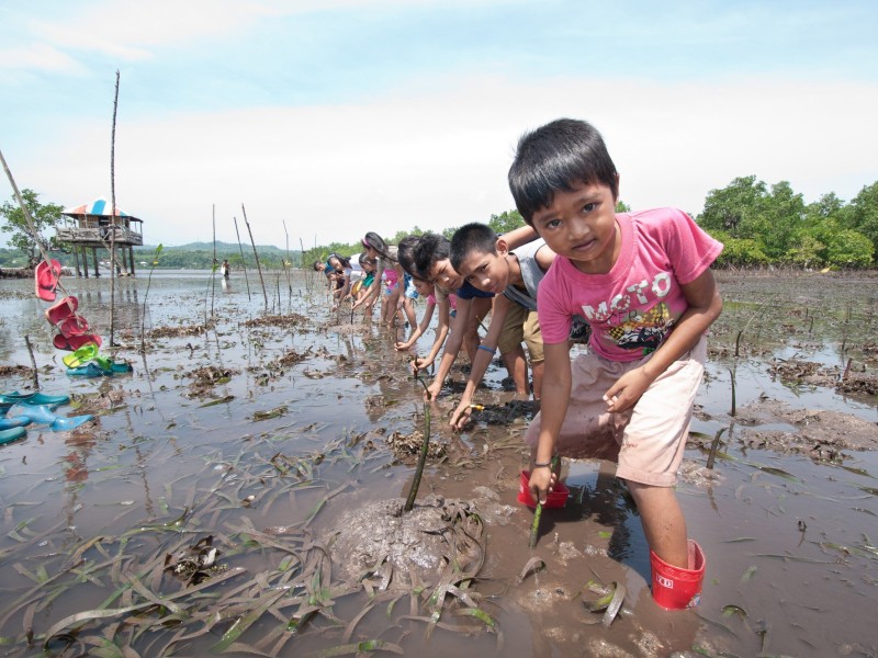 Children plant mangroves. Mangroves provide disaster protection from typhoon winds and the removal of atmospheric greenhouse gases that cause climate change