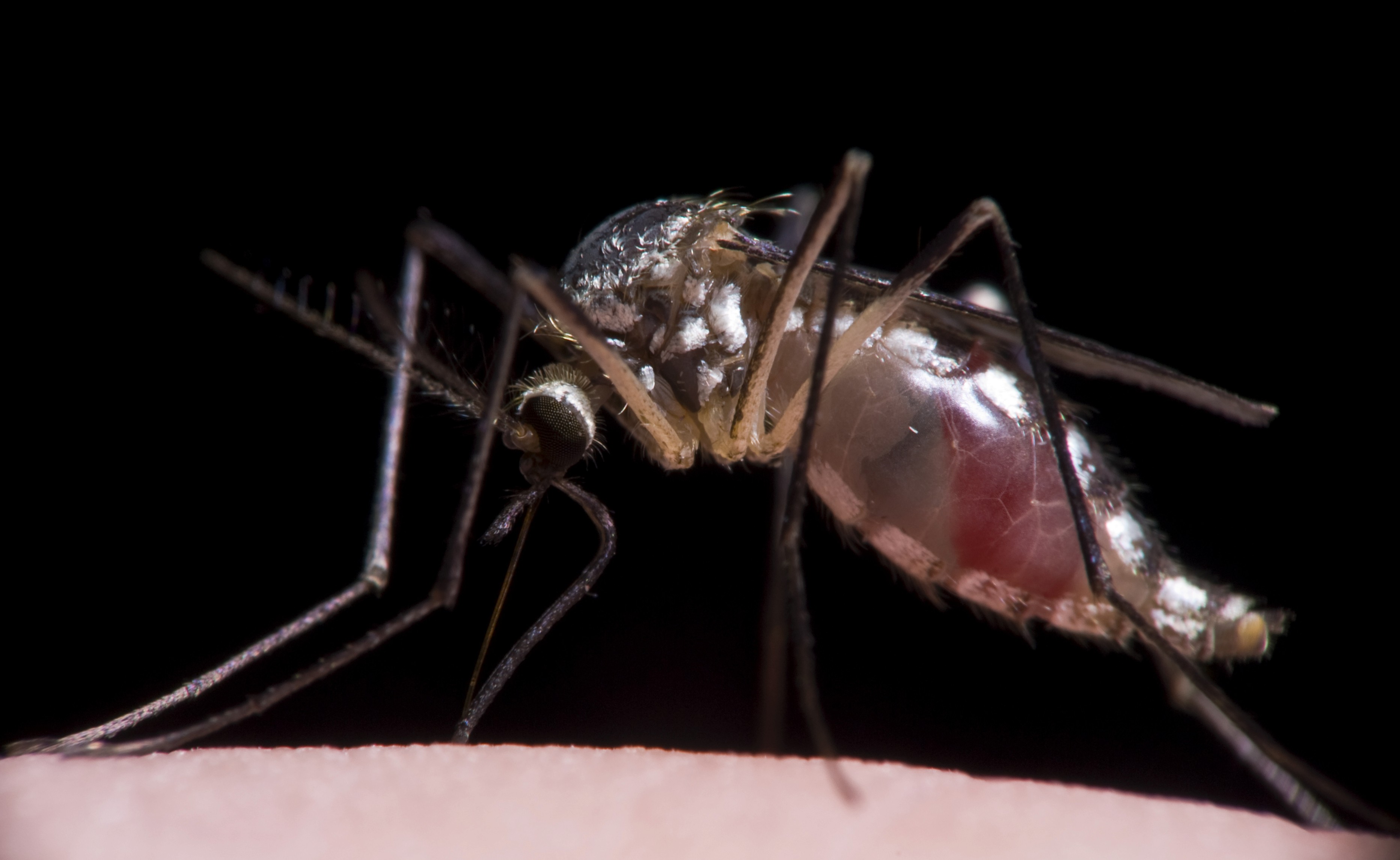 Zika virus is a mosquito-bourne disease