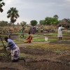 Farming in South Sudan
