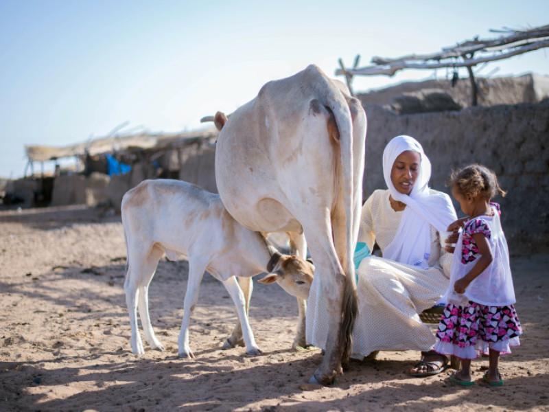 Zainab, 21, and her daughter Mashallah, 3, milk a cow at her home in 2021, before the current conflict. Credit: Plan International / Khalid Elssir Mohammed