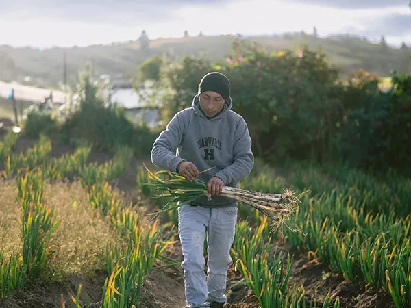 Marco, 26, from Ecuador, walks through a field. He is carrying a bundle of crops.